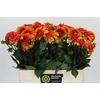 Dahlia American Sunset