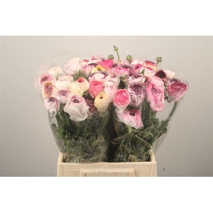 Ran El. White Stripes Ex