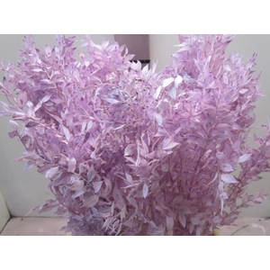 RUSCUS A GEBLEEKT MILKA