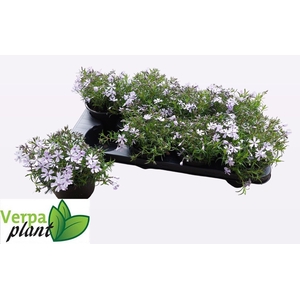 PHLOX S FAB BLUE D C