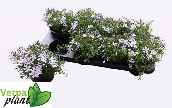 <h4>PHLOX S FAB BLUE D C</h4>