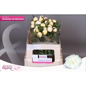 Paeonia Duchesse De Nemours