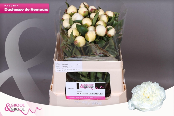 <h4>Paeonia Duchesse De Nemours</h4>