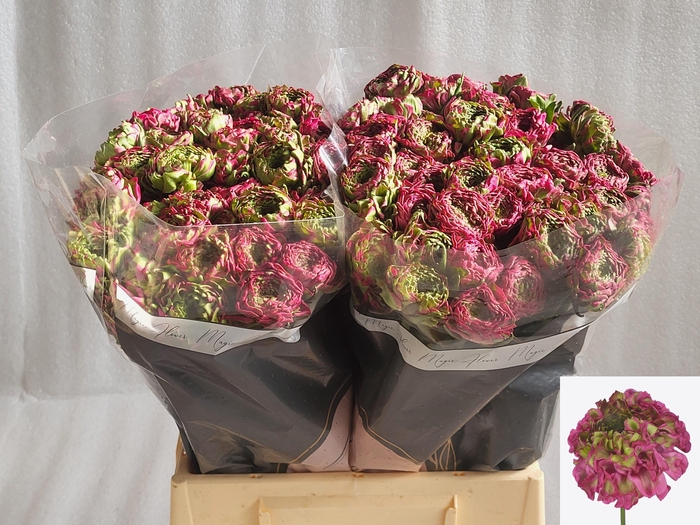 <h4>RAN PON PON ALADDIN</h4>