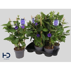 Thunbergia battiscombei