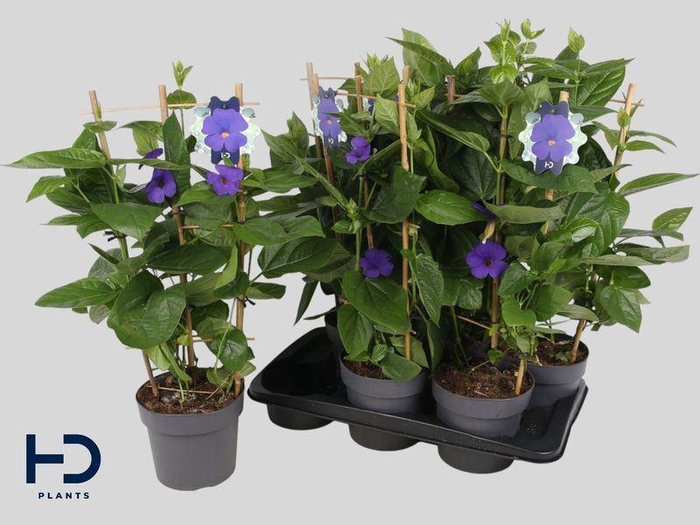 <h4>Thunbergia battiscombei</h4>