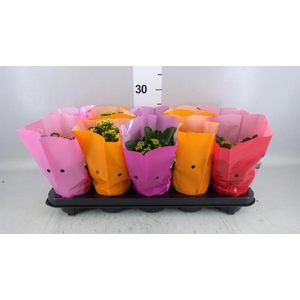 Kalanchoe blos. 'Perfecta'  ..mix 5