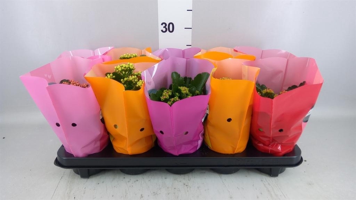 <h4>Kalanchoe blos. 'Perfecta'  ..mix 5</h4>