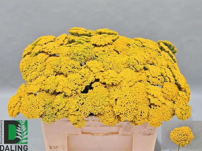 <h4>ACHIL F PARK VARIETY</h4>