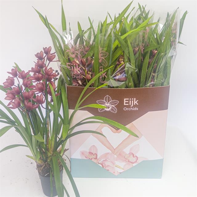 Cymbidium 14Ø 75cm 4st