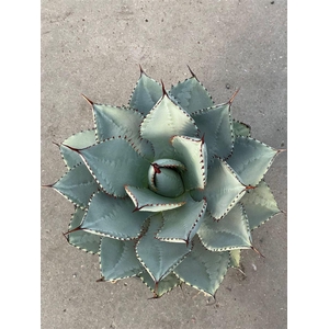 Agave potatorum