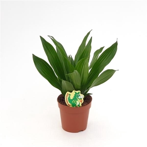 Dracaena fra Compacta Grp 'Green Jewel'