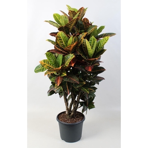 Codiaeum var. GR 'Petra'