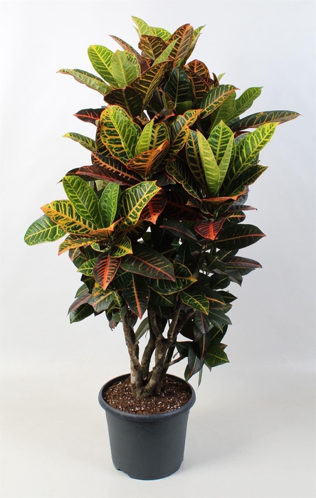 <h4>Codiaeum var. GR 'Petra'</h4>