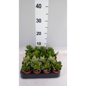 Crassula ...mix