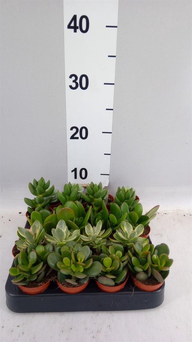 <h4>Crassula ...mix</h4>