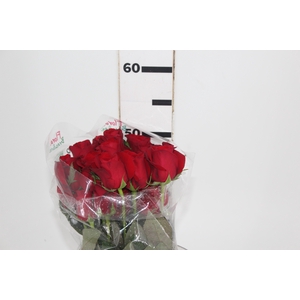 ROSA FREEDOM 050 CM ESTUFA