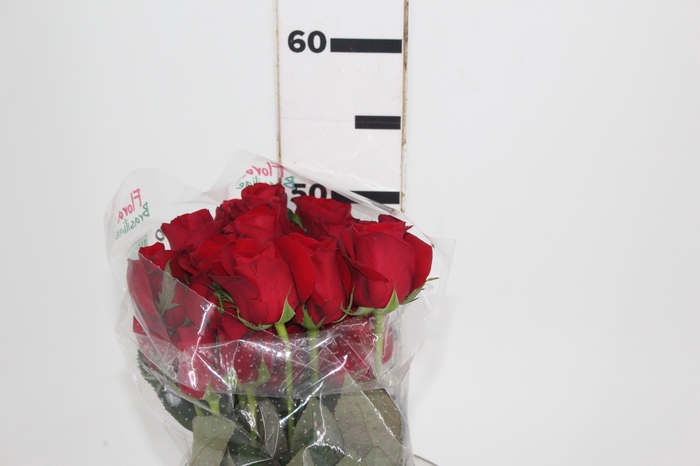 <h4>ROSA FREEDOM 050 CM ESTUFA</h4>