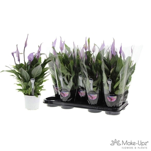 Spathiphyllum 13 cm Bellini Make Upz paars