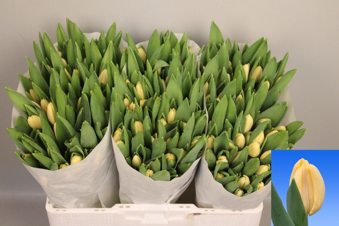 <h4>TU EN CREME FRAICHE</h4>