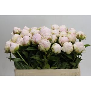 Paeonia Mothers Choice