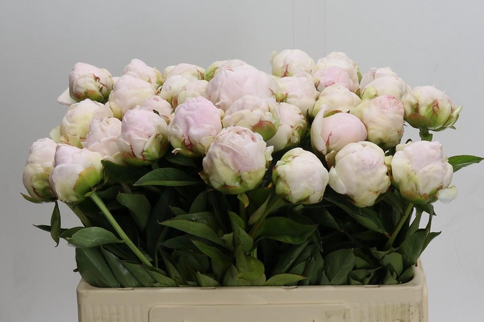 <h4>Paeonia Mothers Choice</h4>
