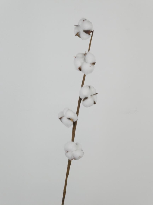 <h4>AF Cotton White 65cm 5 Balls</h4>