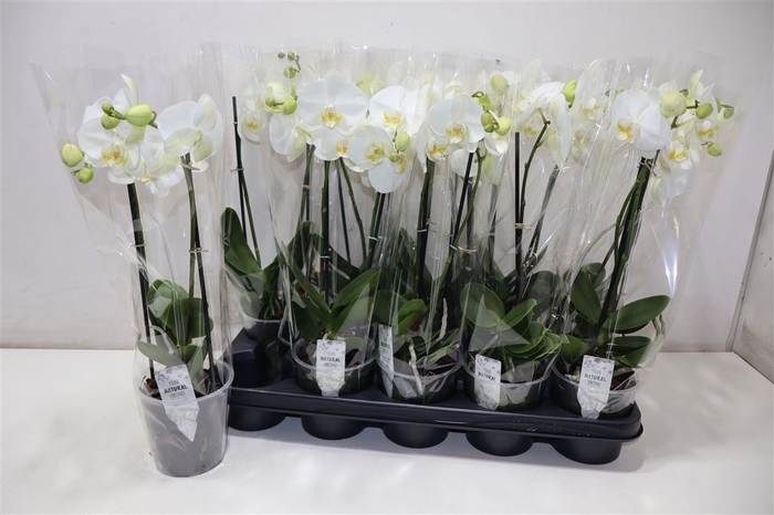 <h4>Phal Ov Wit</h4>