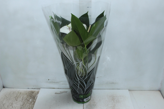 <h4>ANTHURIUM WHITE WINNER P17</h4>