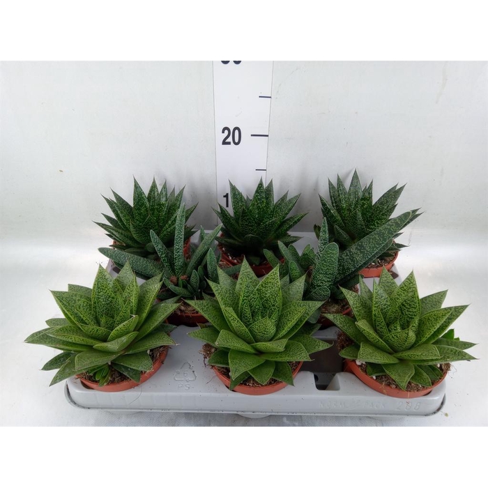 <h4>Aloe   ...mix</h4>