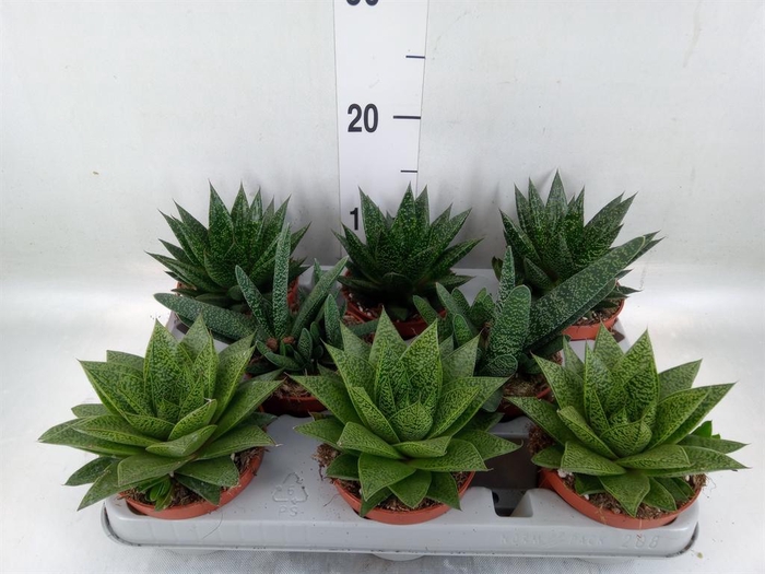 <h4>Aloe   ...mix</h4>