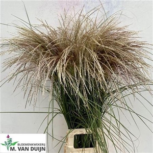 Siergras Misc Sin Wit