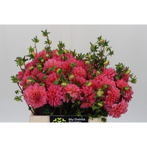 Dahlia Doris Duke