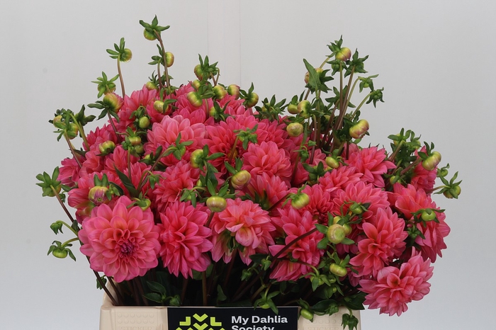Dahlia Doris Duke