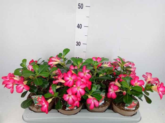 <h4>Adenium obesum 'Anouk'</h4>