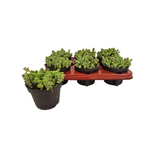Crassula marnieriana