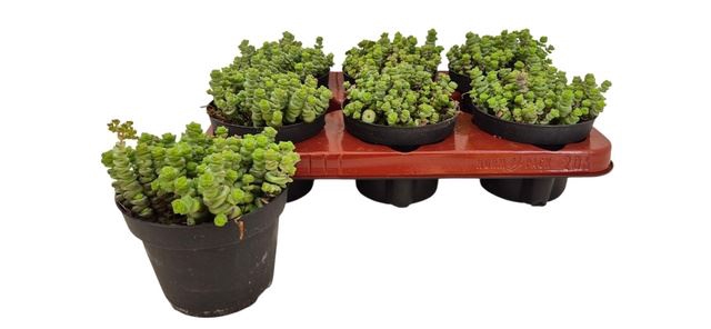 <h4>Crassula marnieriana</h4>