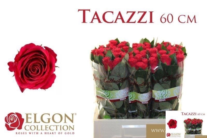 <h4>R GR TACAZZI+</h4>