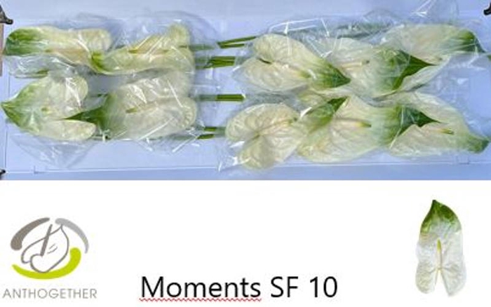 <h4>Anth A Moments Sema For Wijnen</h4>