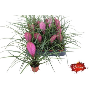 TILLANDSIA CYANEA P5.5
