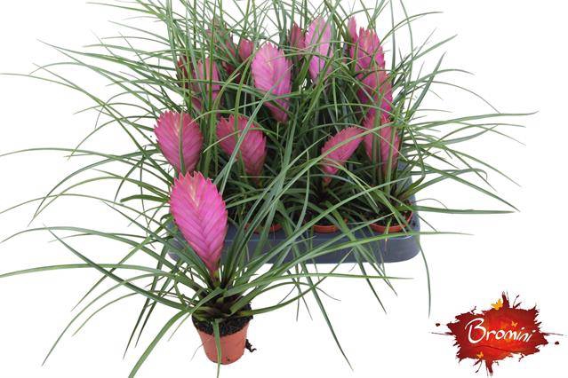 <h4>TILLANDSIA CYANEA P5.5</h4>