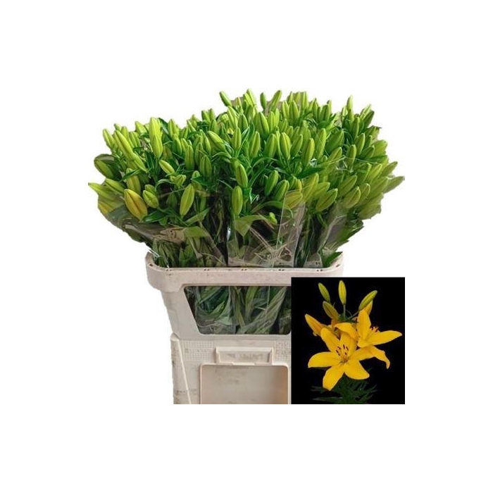 <h4>Li La Hinault</h4>