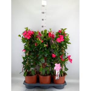 Mandevilla sand. 'SumStar Pink'