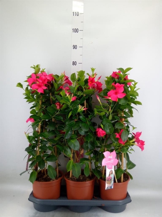 <h4>Mandevilla sand. 'SumStar Pink'</h4>