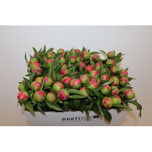 Paeo L Coral Charm Xl