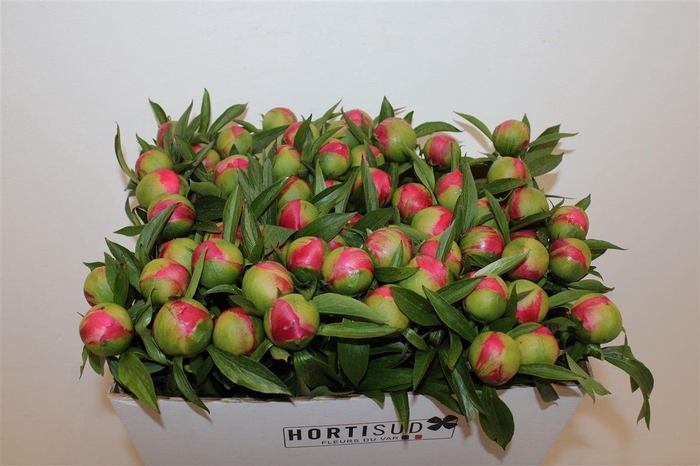 <h4>Paeo L Coral Charm Xl</h4>