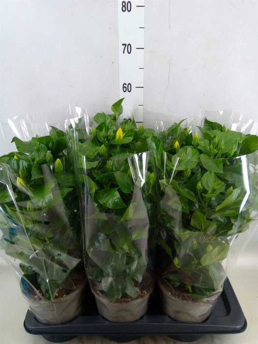 <h4>Hibiscus rosa-sin. 'Sunny Ven Whit'</h4>