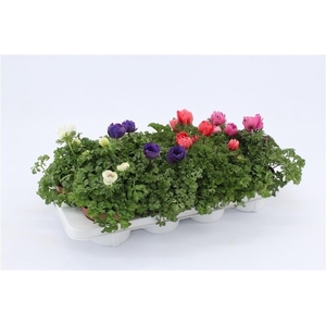 Anemone Harmony Mixtray