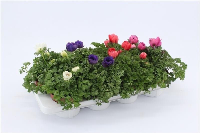 <h4>Anemone Harmony Mixtray</h4>
