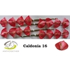 ANTH A CALDONIA 16